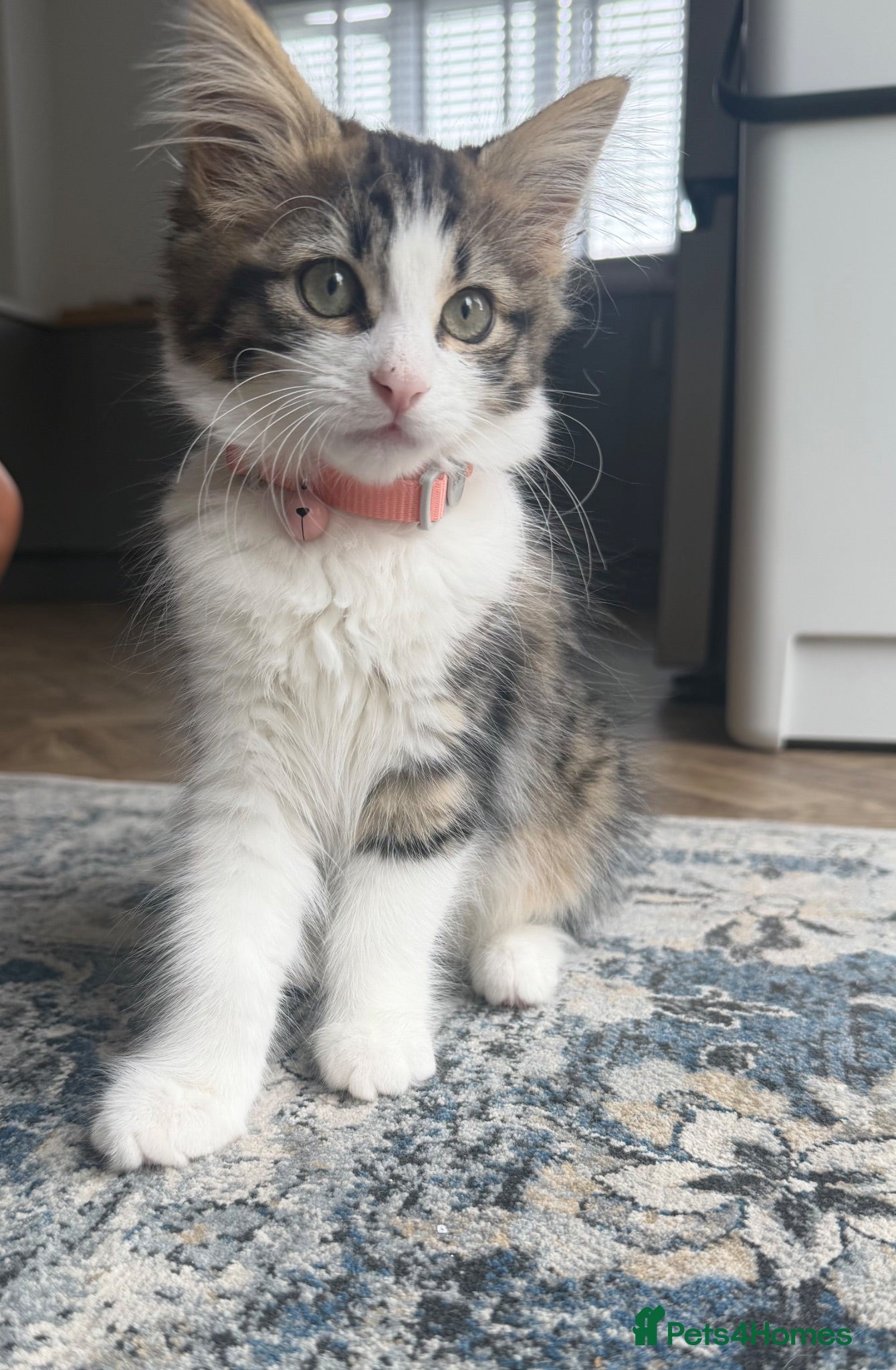 Mixed Breed cats Beautiful Girl kitten for sale  - Advert 6