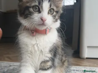 Mixed Breed cats Beautiful Girl kitten for sale - Advert 1
