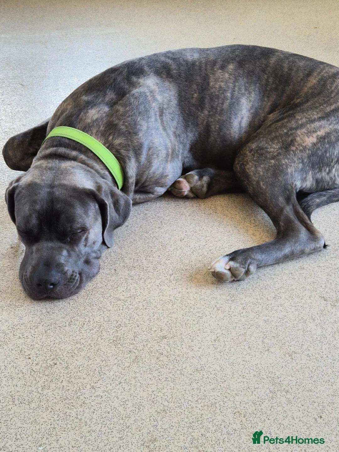 Cane Corso dogs for sale: 8 month MALE cane corso  - Advert 2