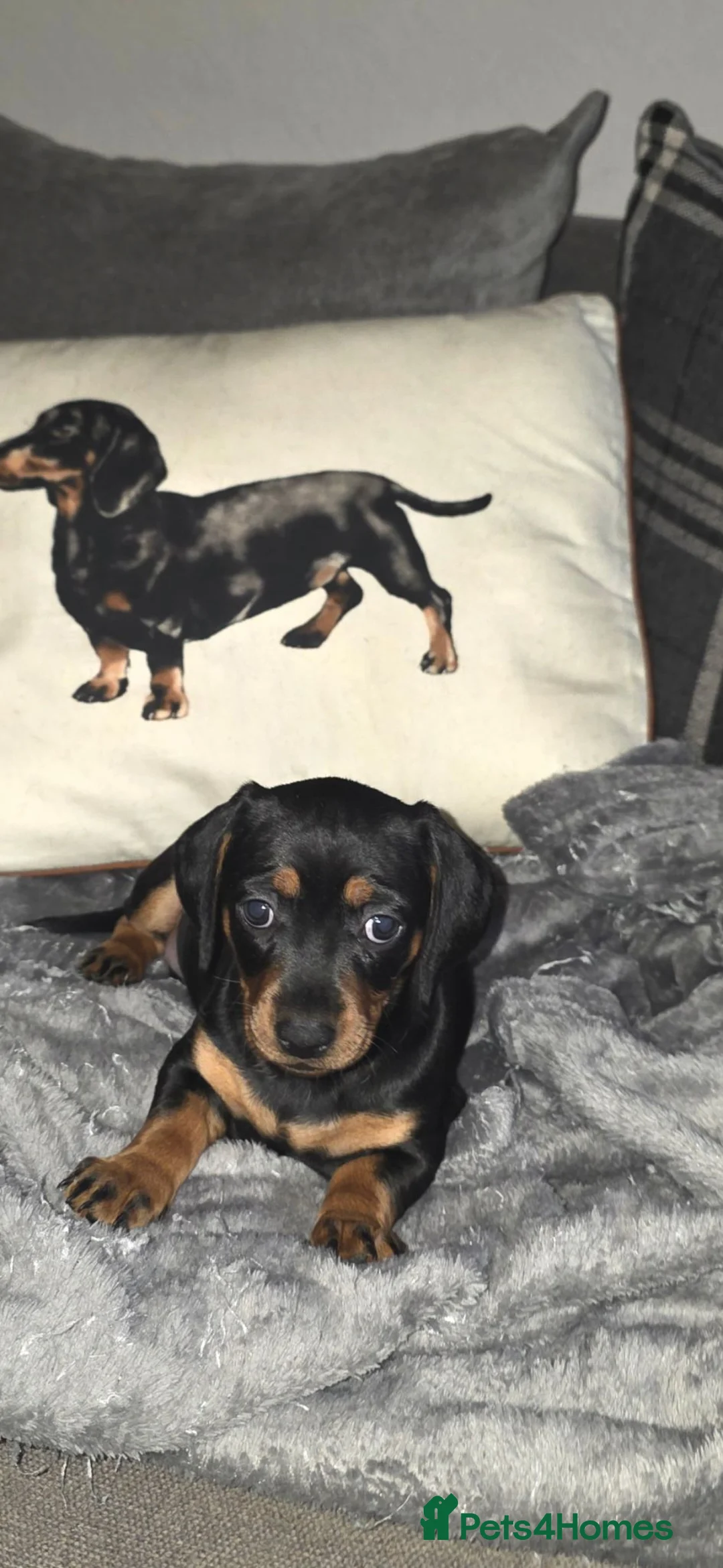 Dachshund dogs for sale: 2 mini daschund left ready to leave 4/9/26 in Bacup - Advert 2