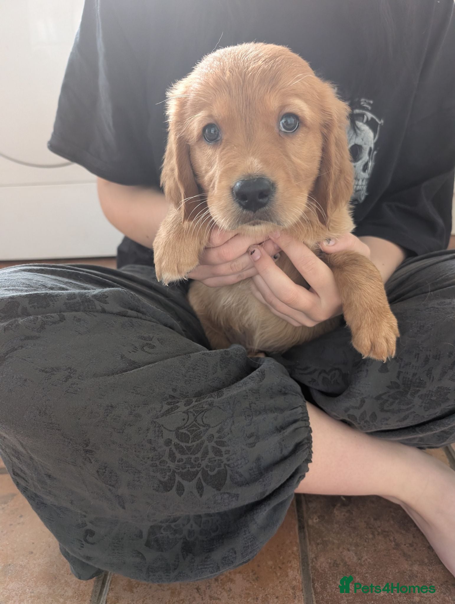 Golden Retriever dogs DNA hereditary clear puppies  - Advert 2