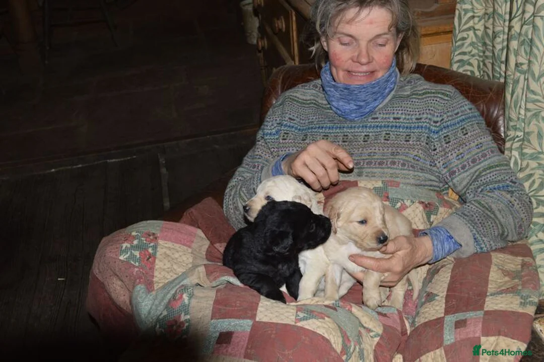 Labradoodle dogs for sale: Standard Labradoodle Puppies F3 - Advert 13