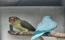 Mixed Breed birds for sale: Indian ringneck  - Image 7