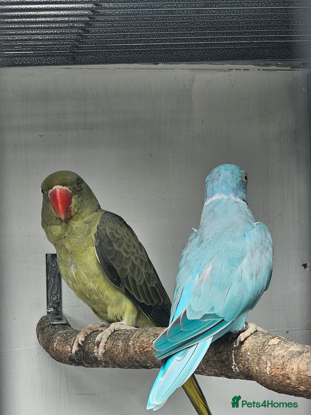 Mixed Breed birds for sale: Indian ringneck  - Image 7