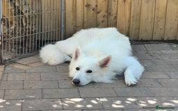 Mixed Breed dogs for stud: White Shepherd Male Available for Outcross - Image 4