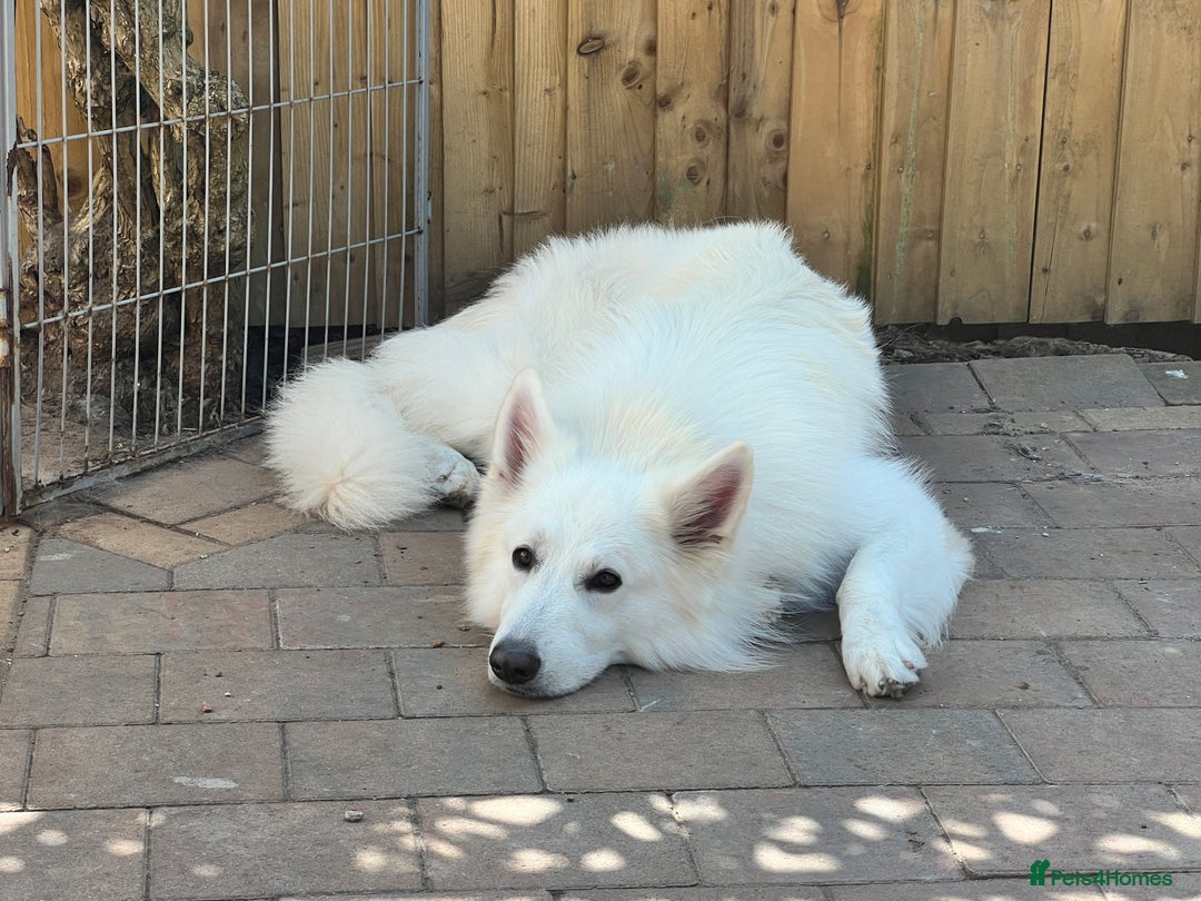 Mixed Breed dogs for stud: White Shepherd Male Available for Outcross - Image 4