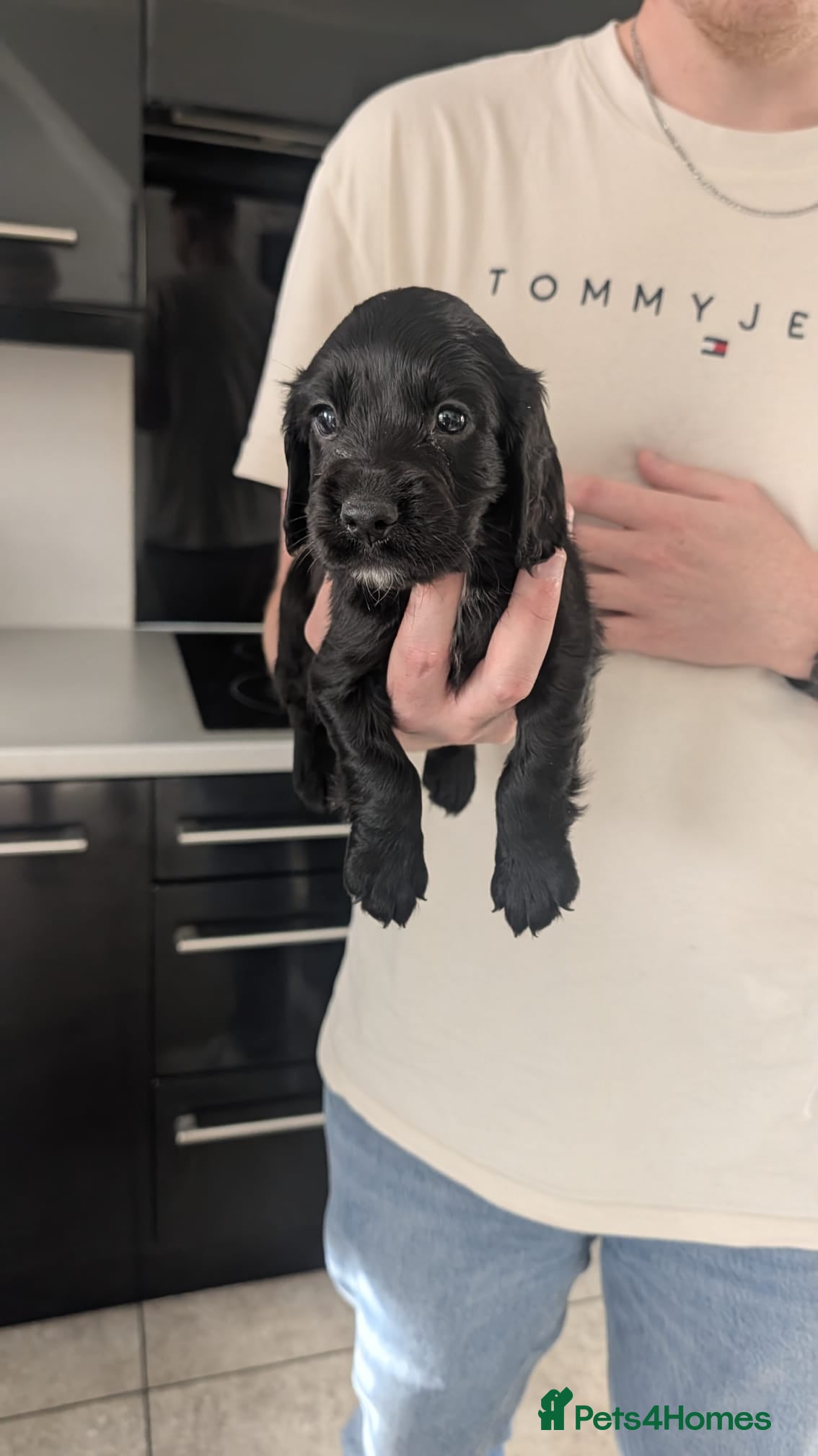 Cocker Spaniel dogs Beautiful black working cocker spaniels  - Advert 8