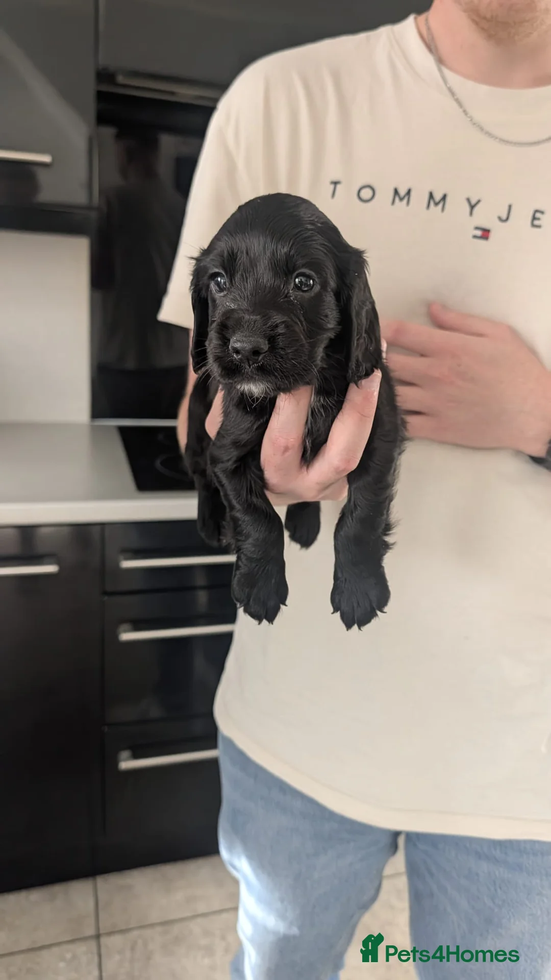 Cocker Spaniel dogs for sale: Beautiful black working cocker spaniels  - Advert 1