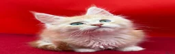 Maine Coon cats for sale: TICA Reg Maine Coon Kittens Red & Tortie Babies - Advert 5