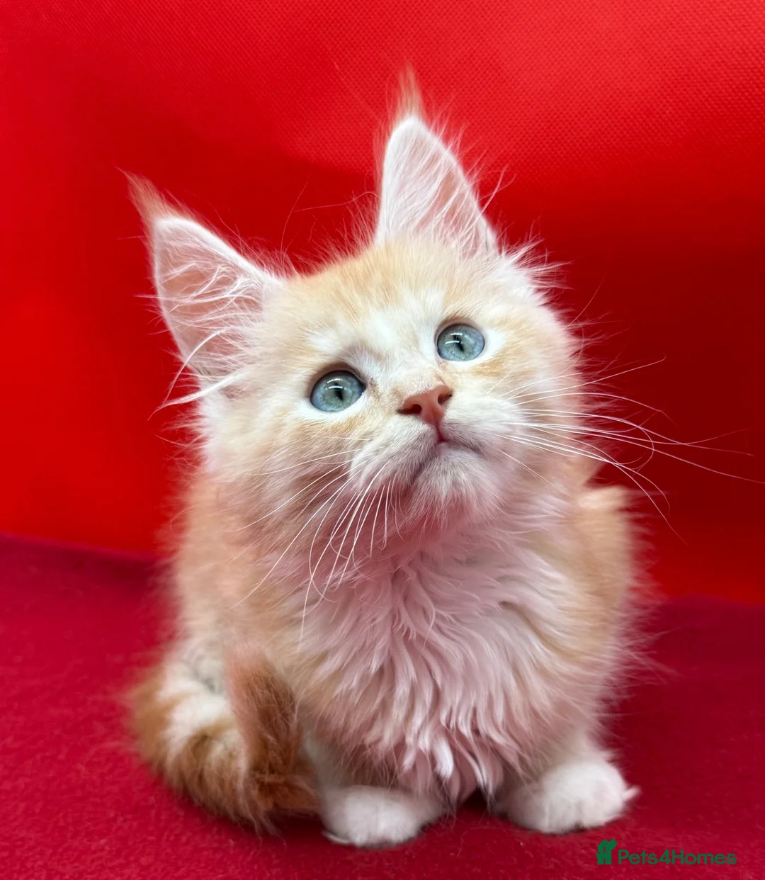 Maine Coon cats for sale: TICA Reg Maine Coon Kitten only one Red boy left  - Advert 1
