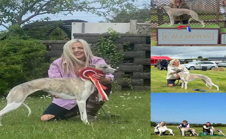 Whippet dogs - Advert 2