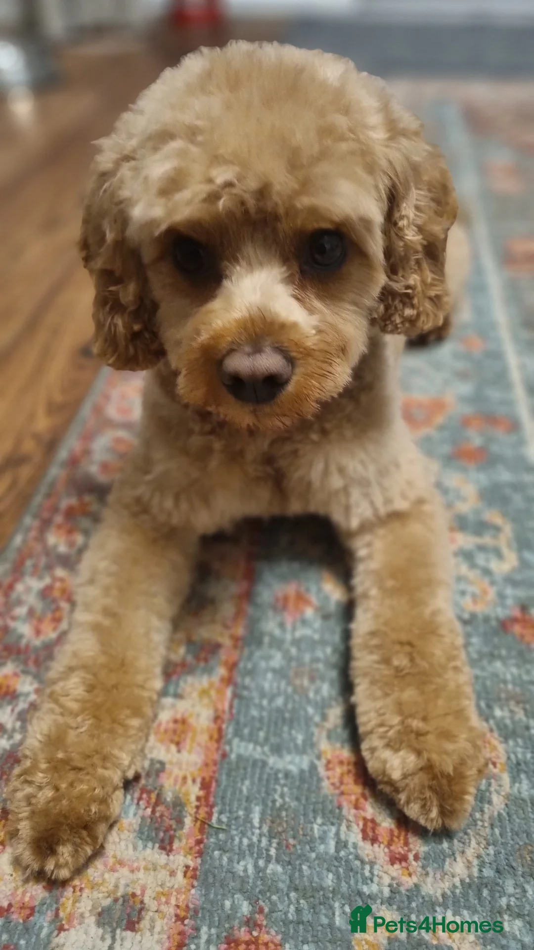 Cavapoo dogs for stud: Experienced, proven and health tested cavapoo stud in London - Advert 32