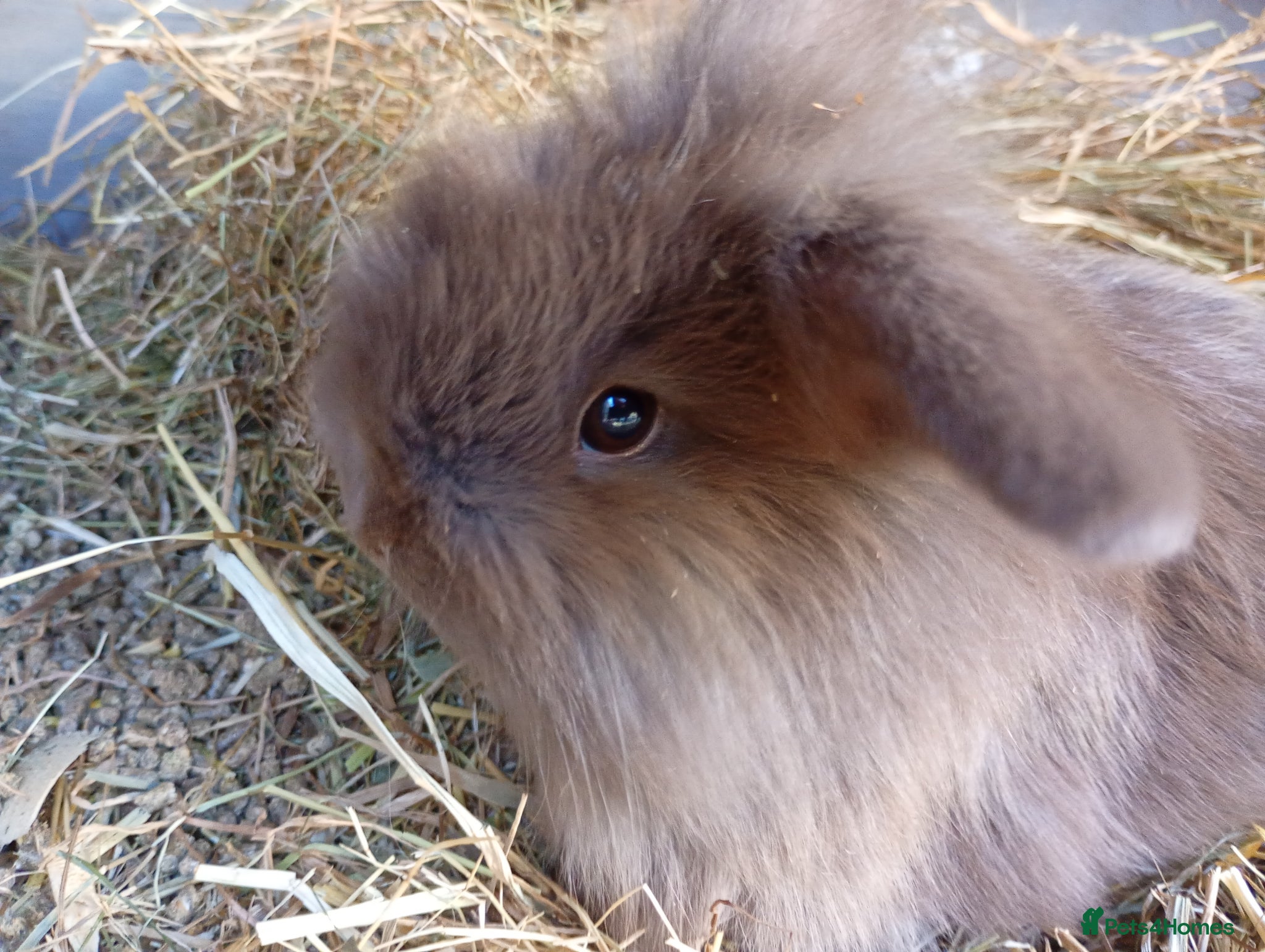 Mini Lop rabbits Gorgeous fluffy chocolate mini lion lop baby - Advert 18