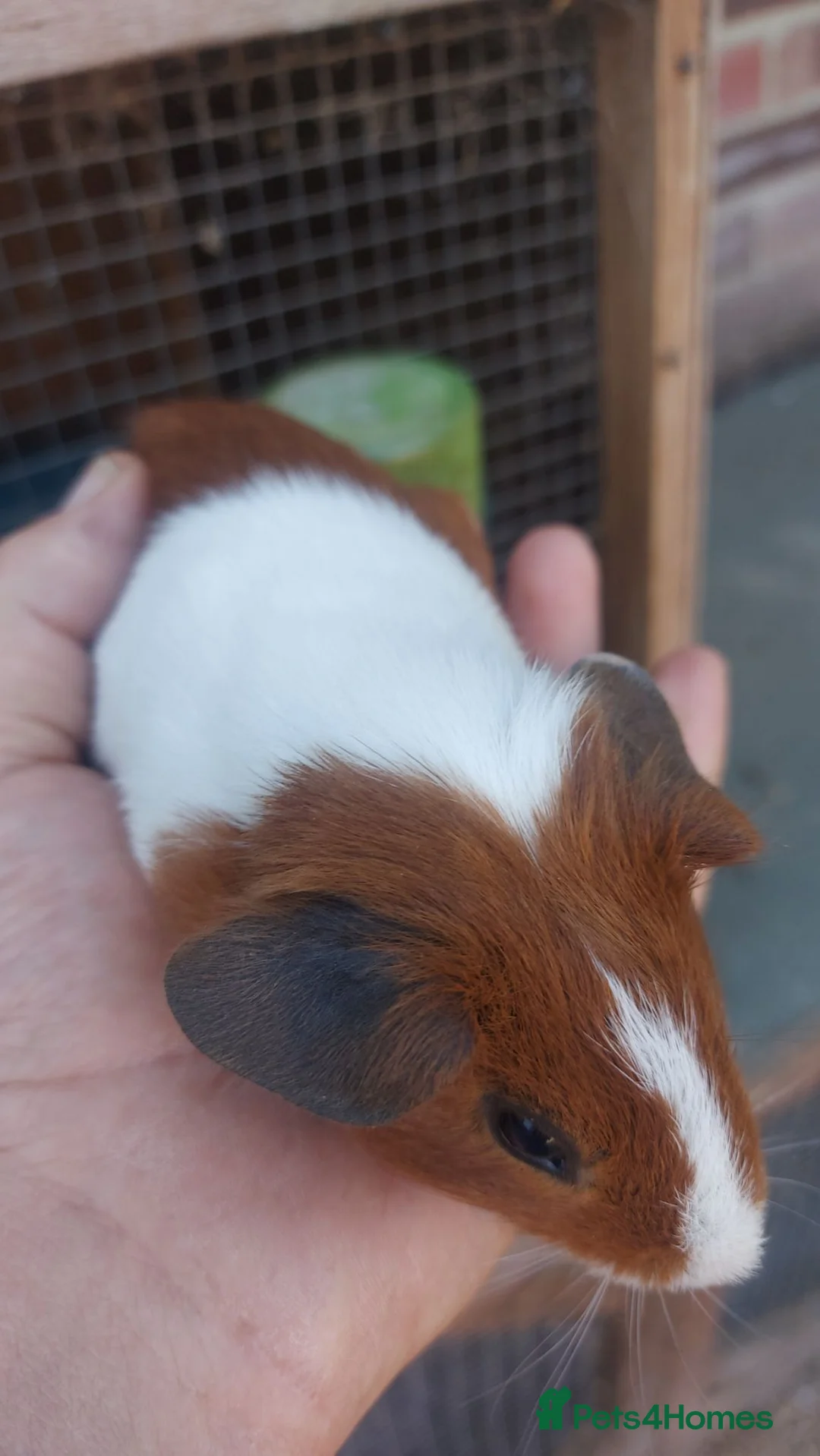 Guinea Pig rodents for sale: Dutch guineapigs  - Advert 2