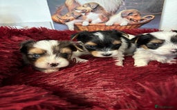 Yorkshire Terrier dogs for sale: Beautiful Yorkshire biewer terrier - Image 7
