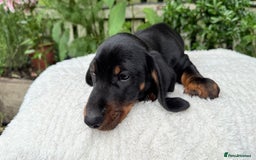 Miniature Dachshund dogs for sale: Miniature Dachshund - Image 10