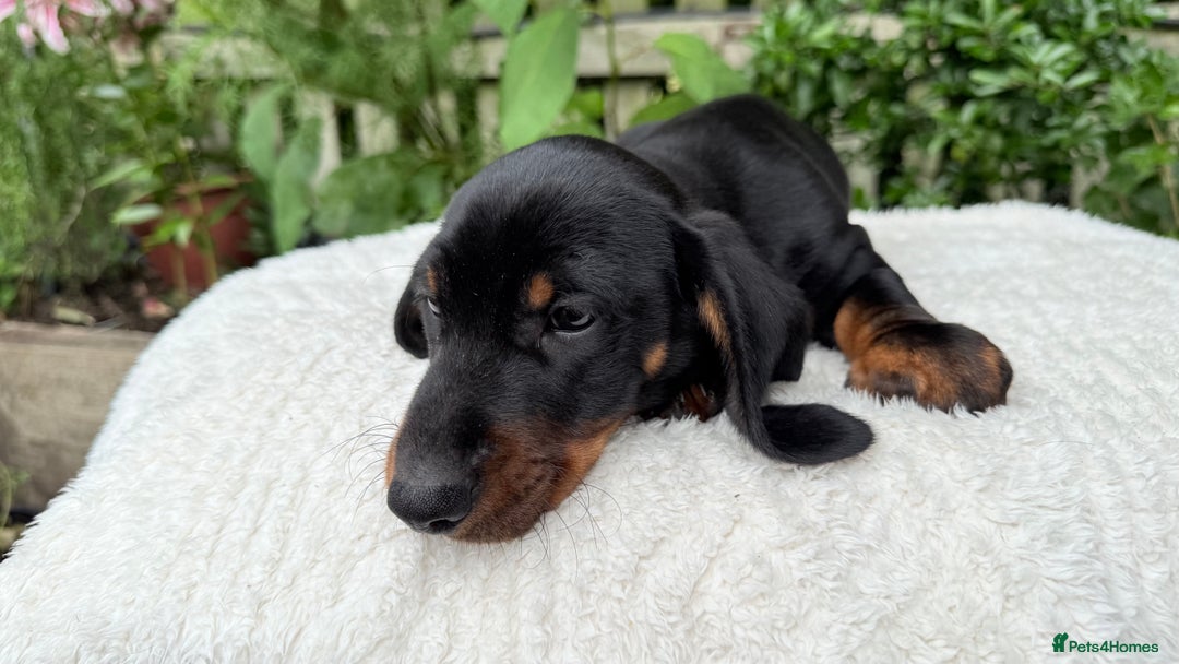 Miniature Dachshund dogs for sale: Miniature Dachshund - Image 10