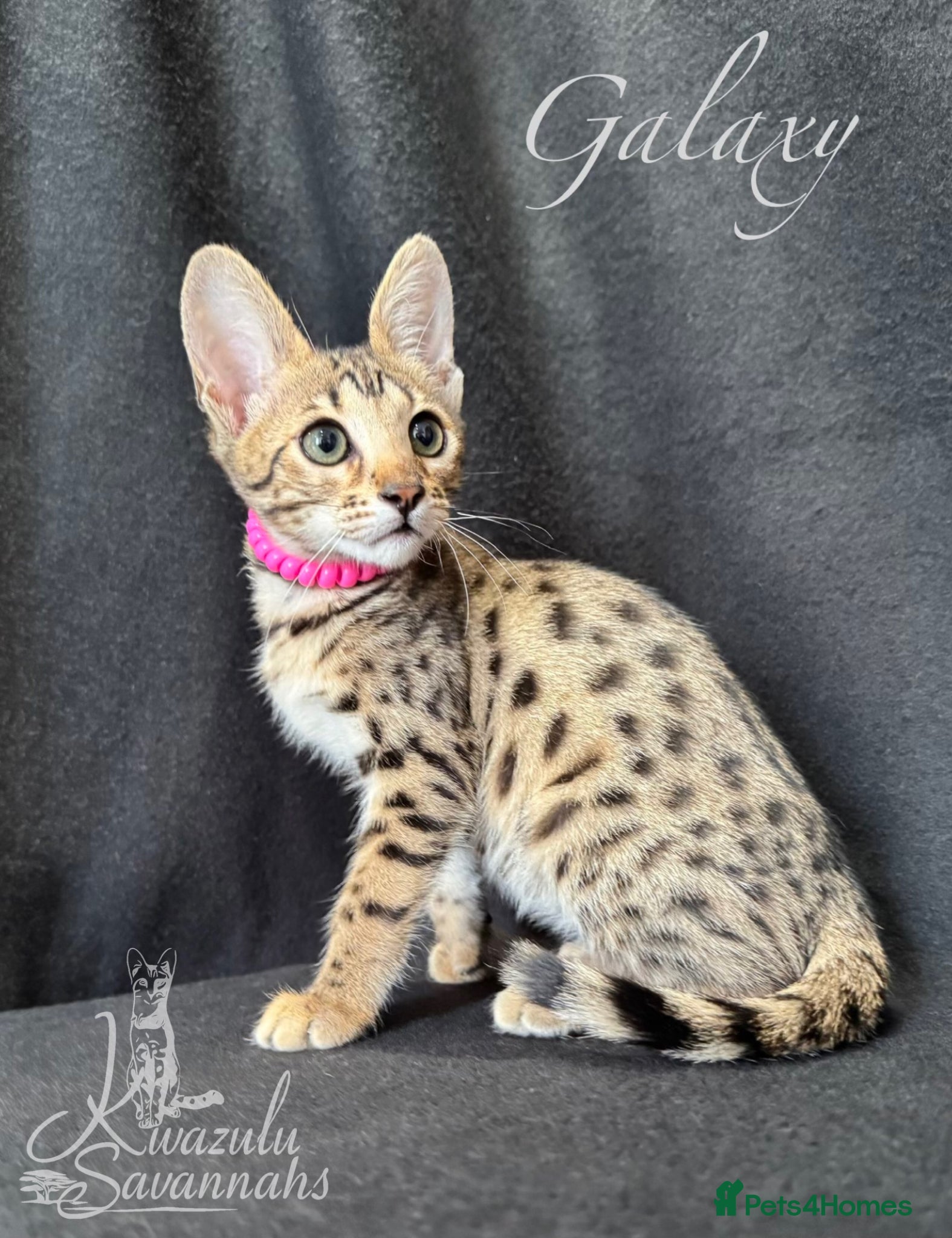 Savannah cats Excellent Quality Tica Registered Purebred kittens - Advert 9