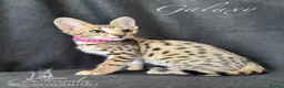 Savannah cats for sale: Excellent Quality Tica Registered Purebred kittens - Advert 2