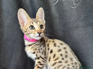 Savannah cats Excellent Quality Tica Registered Purebred kittens - Advert 4