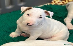 Bull Terrier dogs for sale: USA & UK Champion Bloodline English bull terriers  in Gateshead - Image 5