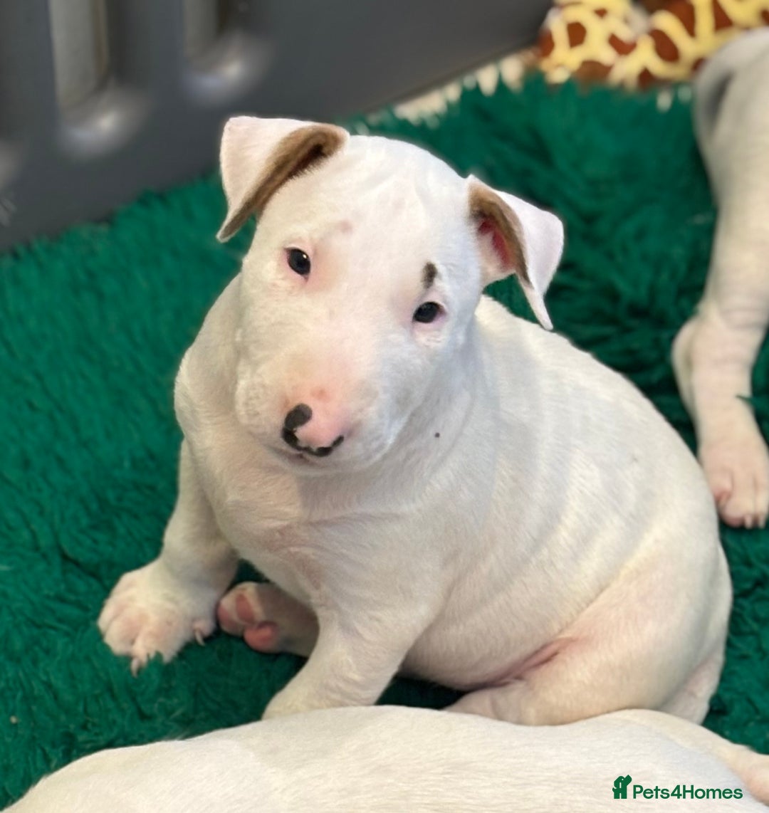 Bull Terrier dogs for sale: USA & UK Champion Bloodline English bull terriers  in Gateshead - Image 5