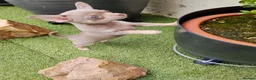 Chihuahua dogs for sale: Beautiful lillac girl - Advert 4