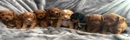 Cavapoo dogs for sale: HEALTH TESTED F2 CAVAPOO BABIES in Hoddesdon in Hoddesdon - Advert 6