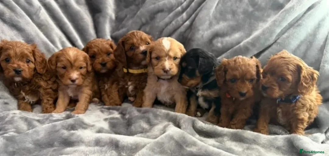 Cavapoo dogs for sale: HEALTH TESTED F2 CAVAPOO BABIES in Hoddesdon in Hoddesdon - Advert 6
