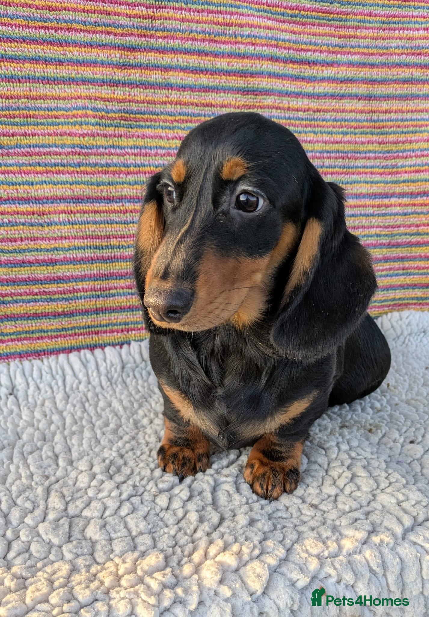 Dachshund dogs Stunning Standard Dachshund Puppies  - Advert 6