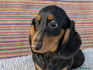 Dachshund dogs Stunning Standard Dachshund Puppies - Advert 1