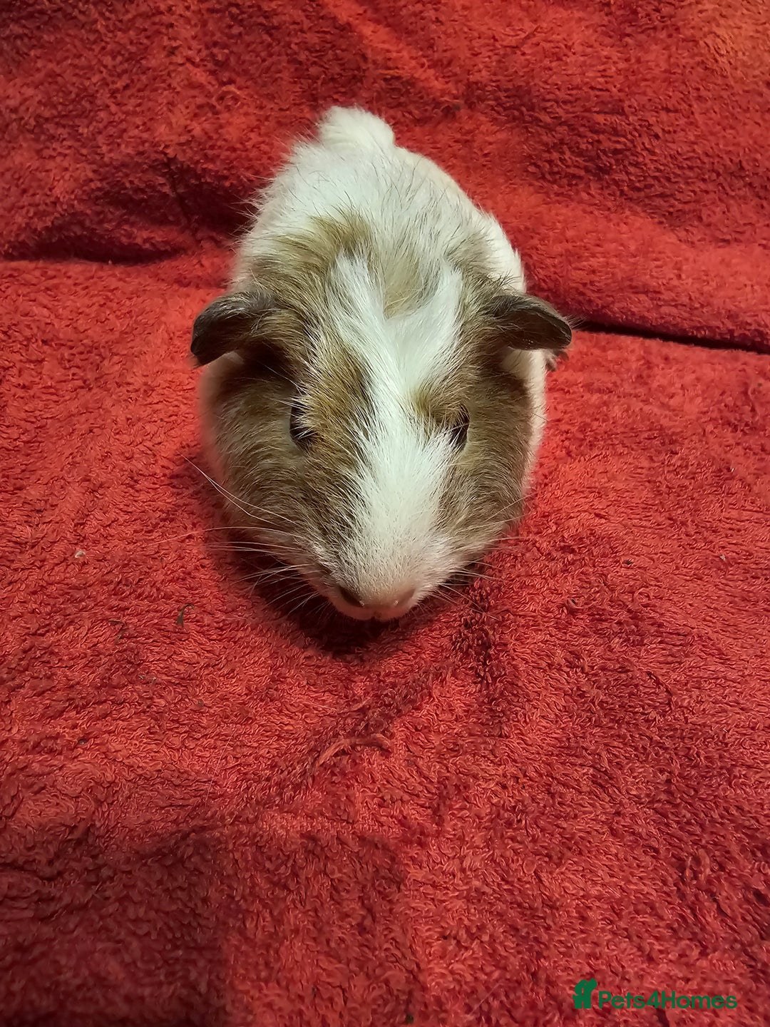 Guinea Pig rodents for sale: 2 boys looking for their forever home  - Advert 2