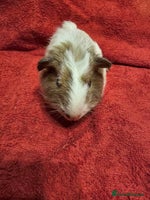 Guinea Pig rodents 2 boys looking for their forever home - Advert 3