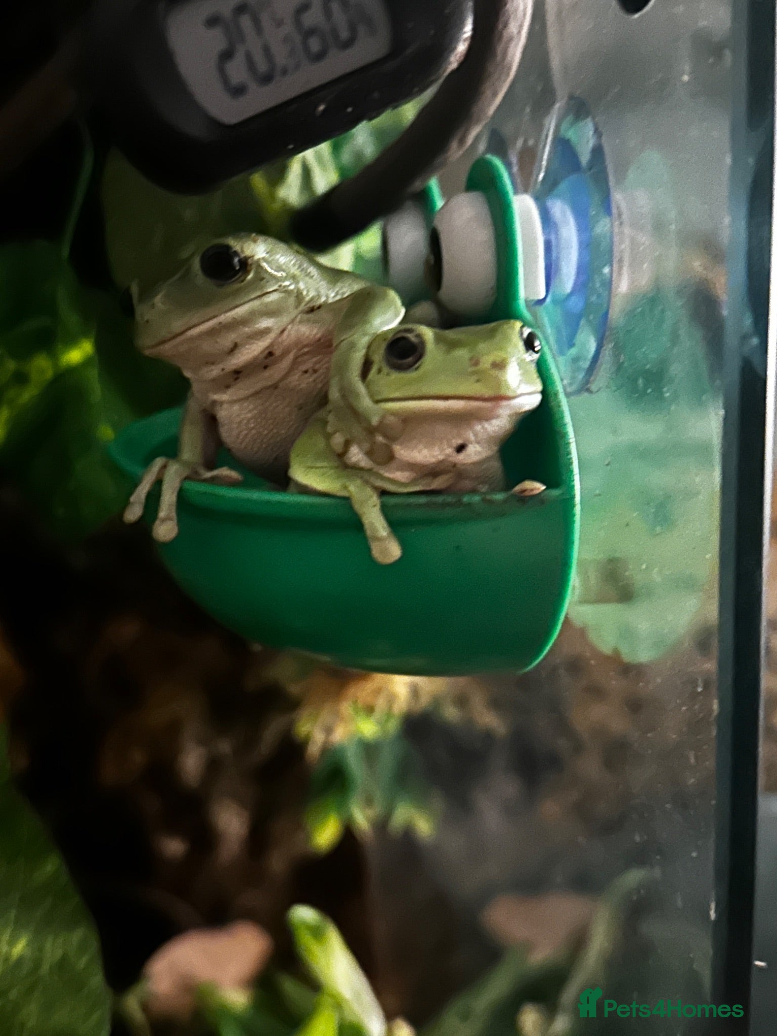 Frog reptiles Pair of whites tree frogs  - Advert 4