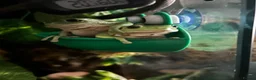 Frog reptiles for sale: Pair of whites tree frogs  in Bishop Auckland - Advert 1