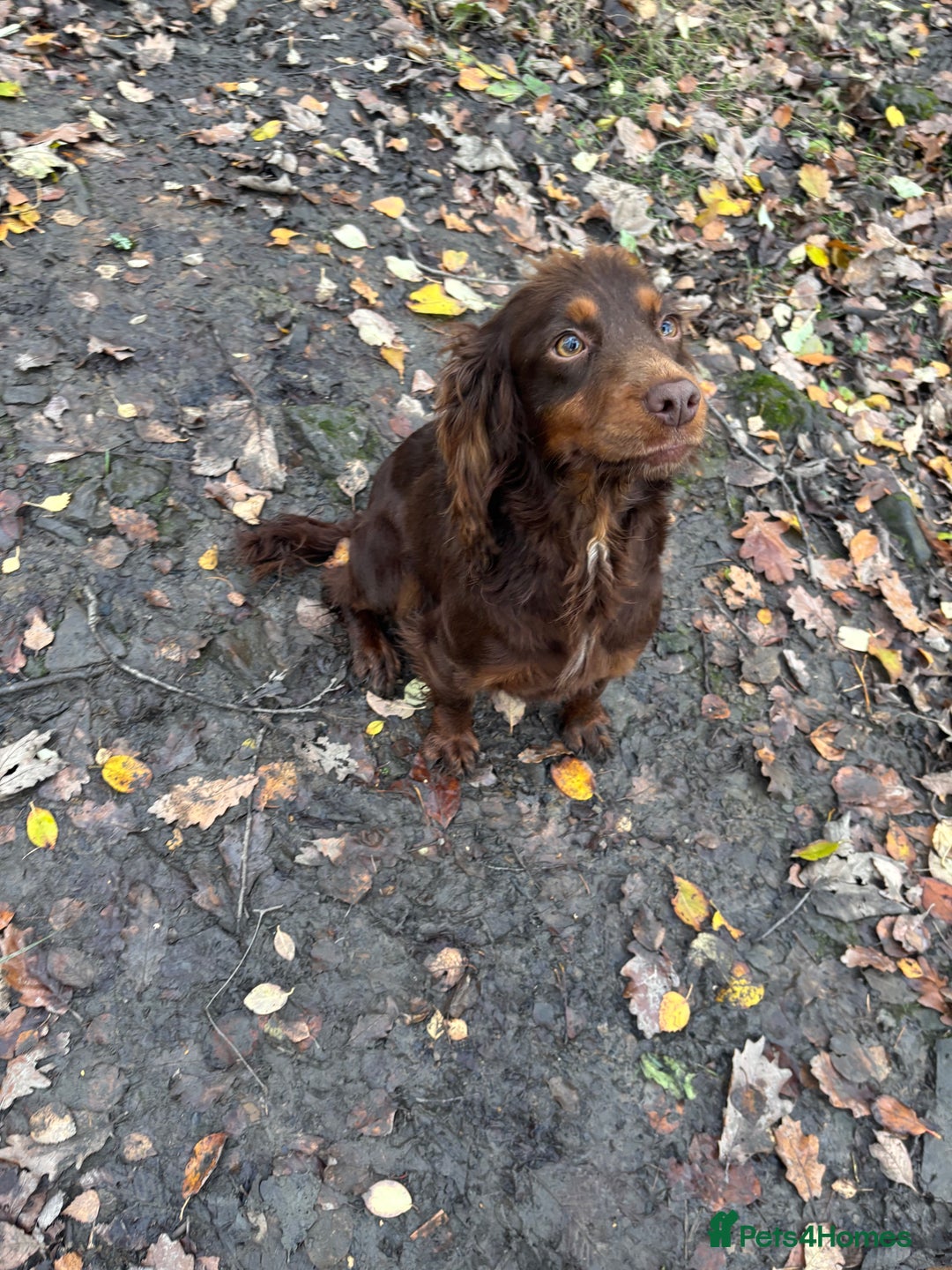 Cocker Spaniel dogs for sale: COCKER SPANIEL GIRL  - Advert 2