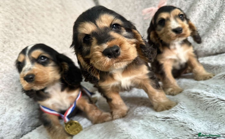 Cocker Spaniel dogs - Advert 1