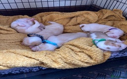 Beagle dogs for sale: Beautiful pedigree beagle pups - Image 6