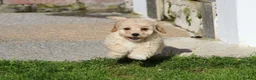 Cavapoochon dogs for sale: Beautiful Cavapoochon puppies for sale - Advert 31