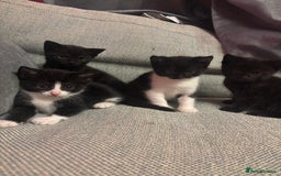 Mixed Breed cats for sale: Kittens for sale  - Advert 6