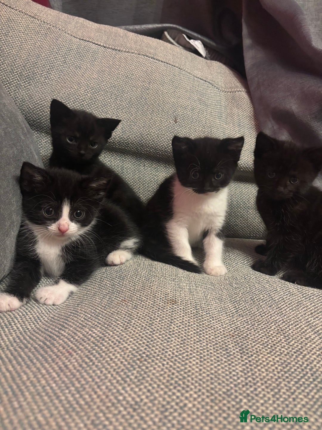 Mixed Breed cats for sale: Kittens for sale  - Advert 6