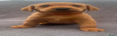 amber