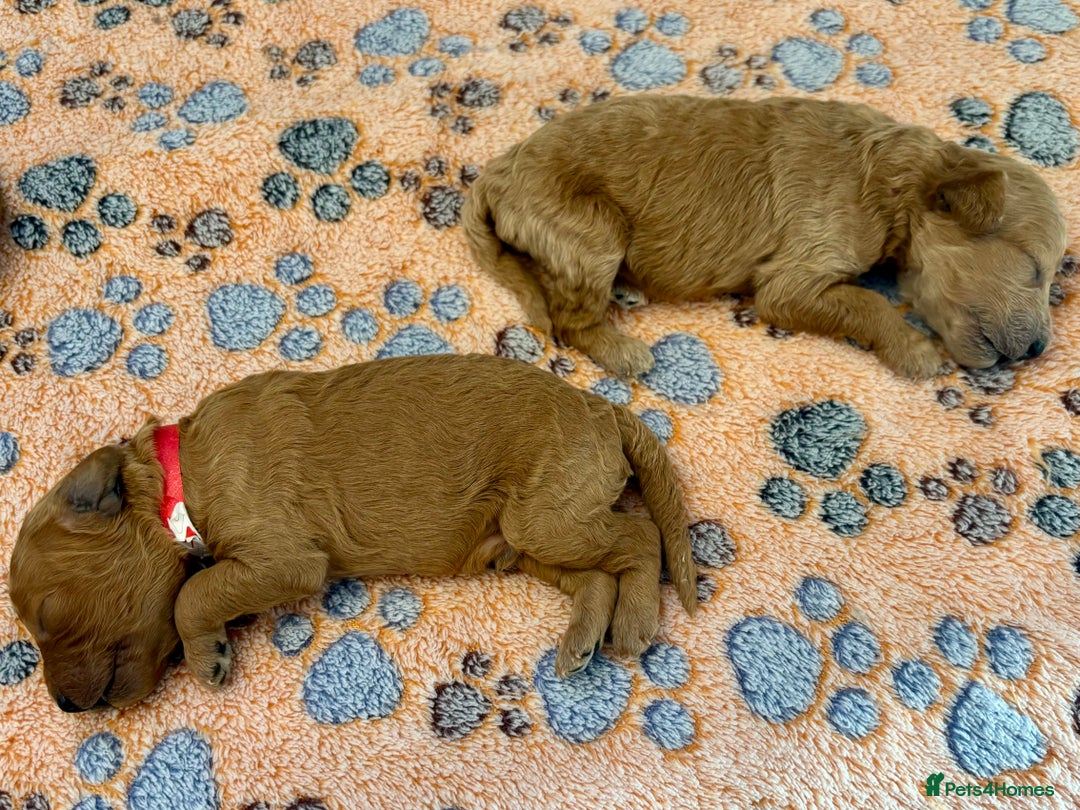 Miniature Poodle dogs for sale: **All Reserved** Stunning Deep Red Mini Poodle - Advert 18