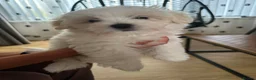 Maltese dogs for sale: 2 GIRLS Gorgeous baby Maltese  in Coventry - Advert 17