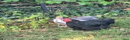 Chickens poultry for sale: Bantam Orpington cockerels in Sherborne - Advert 4