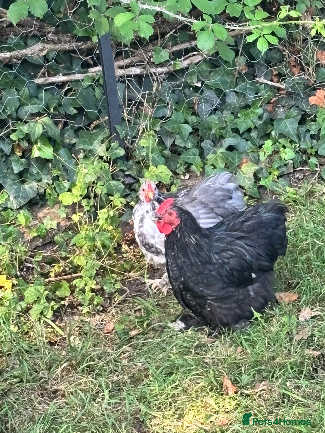 Chickens poultry for sale: Bantam Orpington cockerels in Sherborne - Advert 4