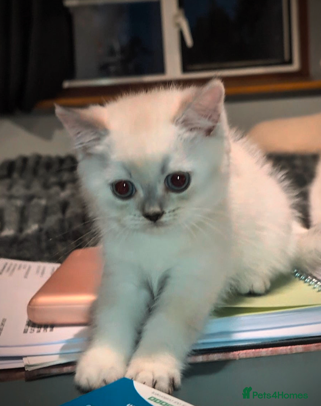 British Shorthair cats for sale: 💙❤️COLORPOINT 🐾BSH 🏆GCCF & TICA reg - Image 19