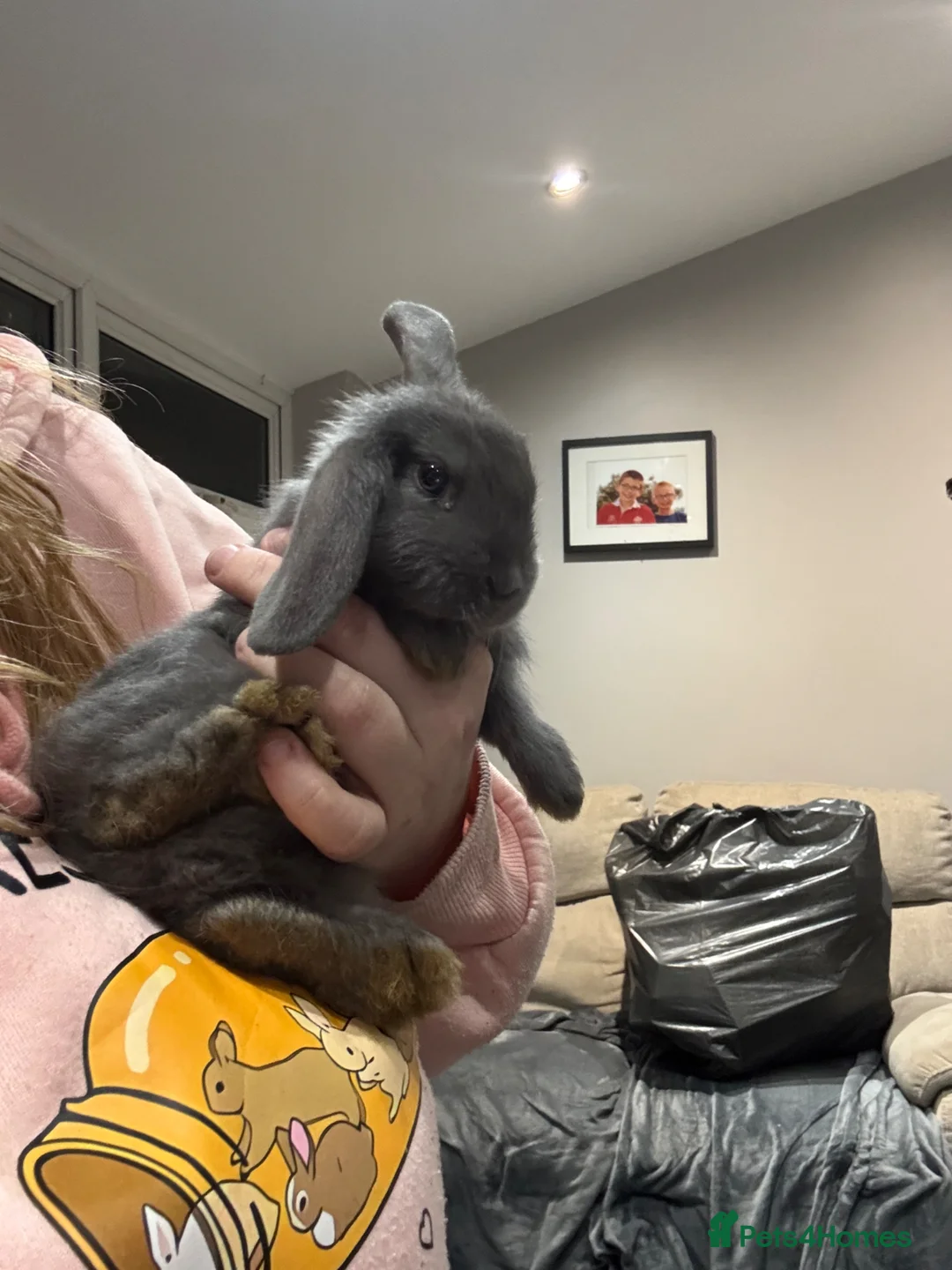 Mixed Breed rabbits for sale: Baby rabbits for sale in Bridgend - Advert 2
