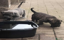 Mastiff dogs for sale: Boerboel x pressa - Image 10