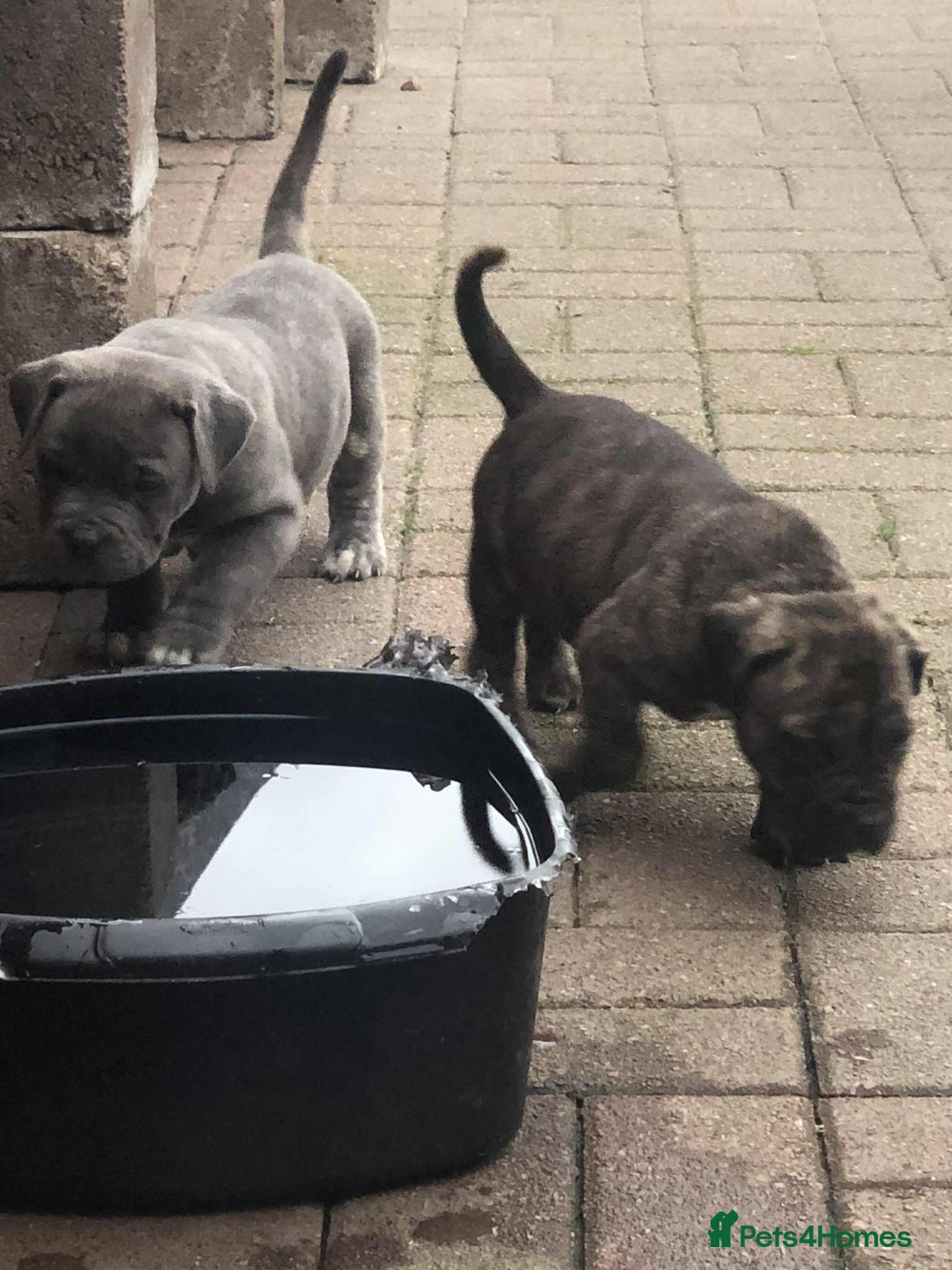 Mastiff dogs for sale: Boerboel x pressa - Image 10